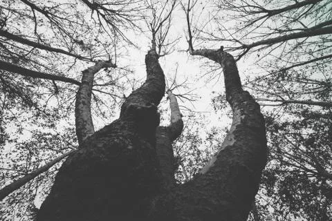 Tree branches growing towards the sky in Cruz square, Pamplona, Spain Stock Photos