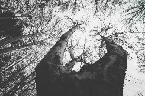 Tree branches growing towards the sky in Cruz square, Pamplona, Spain Stock Photos
