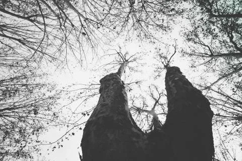 Tree branches growing towards the sky in Cruz square, Pamplona, Spain Stock Photos