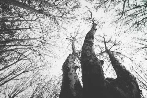 Tree branches growing towards the sky in Cruz square, Pamplona, Spain Stock Photos
