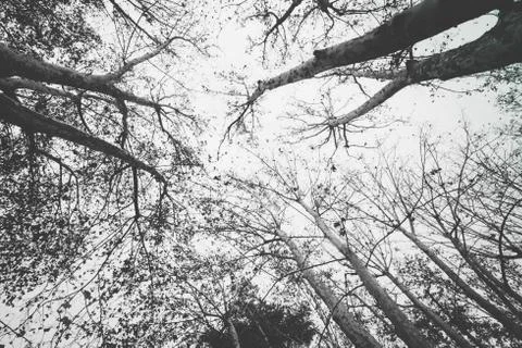 Tree branches growing towards the sky in Cruz square, Pamplona, Spain Stock Photos