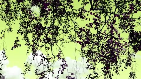 Tree branches hang down against the yellow sky. Suitable for background. 4k Stock Footage 169303853