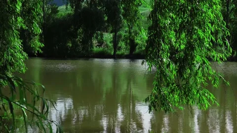 Tree branches hang over the pond Stock-Footage 154655157