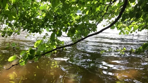 Tree branches hanging above water of lake Stock Footage 157924150