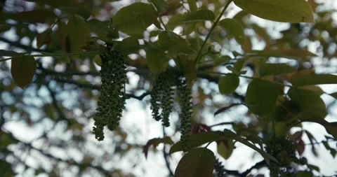 Tree branches with hanging catkins Stock Footage 332948623