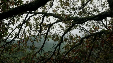 Tree branches hanging with mountain range and fog in the back Stock Footage 304002911