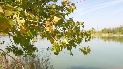 Tree branches hanging next to a fishing lake Stock Footage 227705116