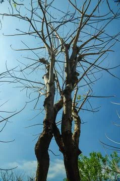A tree with branches that have withered due to the dry season with a blue s.. Stock Photos