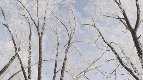 Tree branches in hoarfrost against 스톡 동영상 169953259
