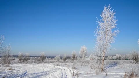 Tree branches in hoarfrost Stock Footage 148167588