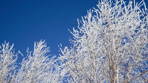 Tree branches in hoarfrost Stock Footage 148167699