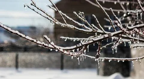 Tree branches with ice and snow in winter scene Stock Photos