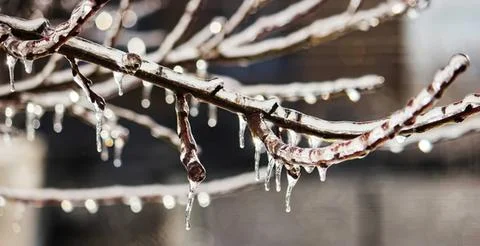 Tree branches with ice and water droplets in winter Stock Photos