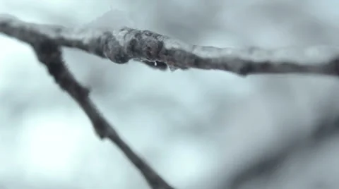 Tree branches in ice Video stock 24500436