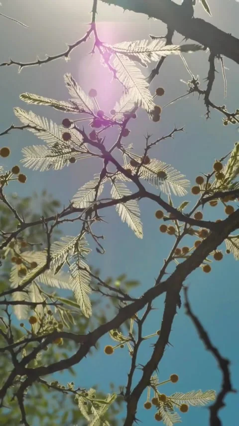Tree branches illuminated by the sun Stock Footage 242515344