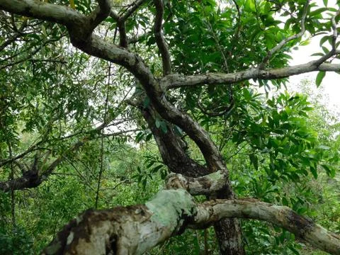 Tree Branches inside the forest Foto stock