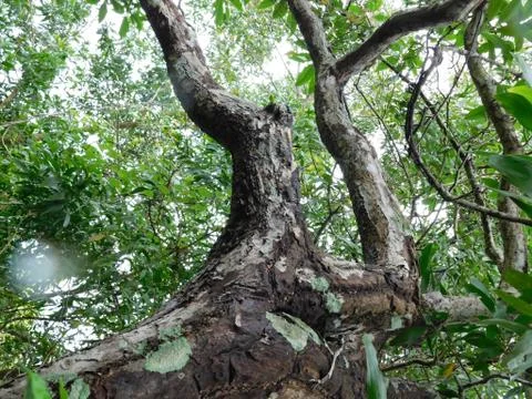 Tree Branches inside the forest Stock Photos