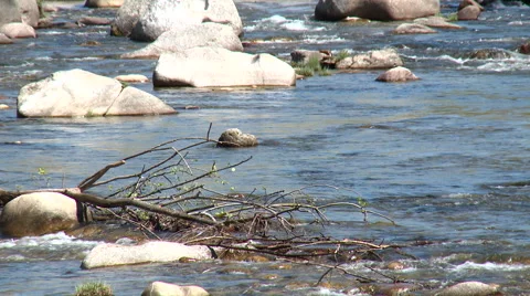 Tree branches inside a mountain stream Stock Footage 49058816
