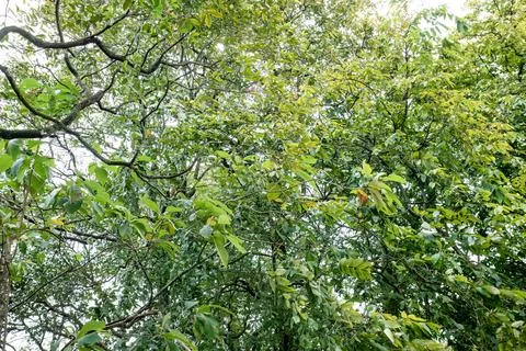 Tree Branches Intertwined with Dense, Lush Greenery Stock Photos