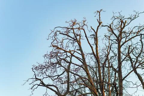 Tree branches isolated in blue sky Stock Photos