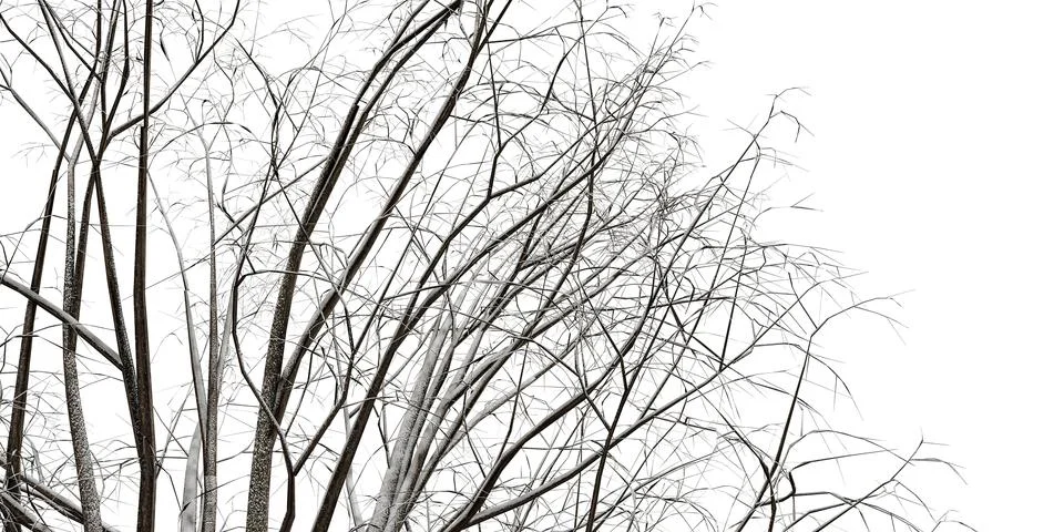 Tree branches isolated on white background Stock Illustration