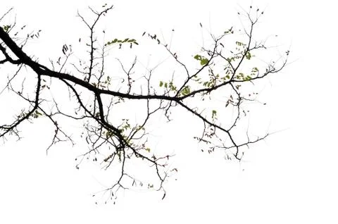 Tree branches isolated on the white background Stock Photos