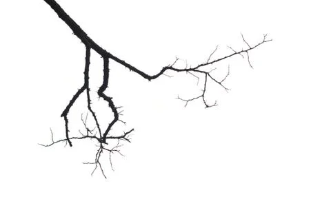 Tree branches isolated on the white background Stock Photos