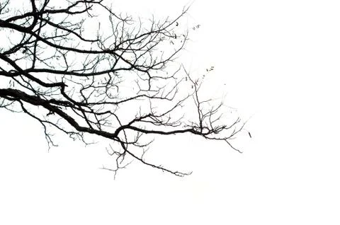 Tree branches isolated on the white background Stock Photos