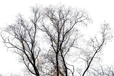 Tree branches isolated on the white background Stock Photos