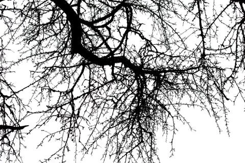Tree branches isolated on the white background Stock Photos
