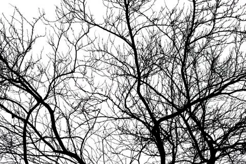 Tree branches isolated on the white background Stock Photos