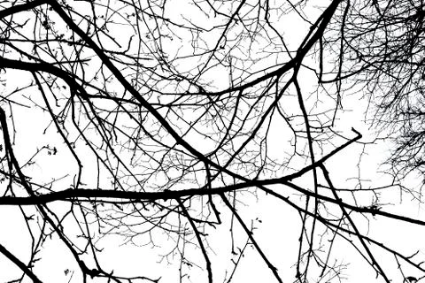 Tree branches isolated on the white background Stock Photos