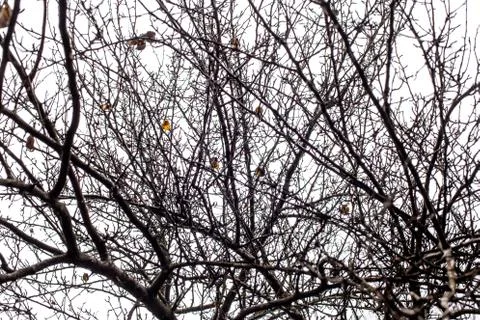 Tree branches isolated on the white background Stock Photos