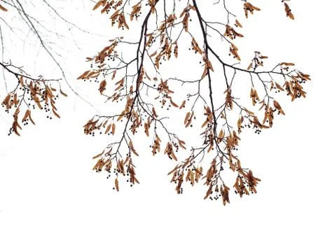 Tree branches isolated on the white background Stock Photos