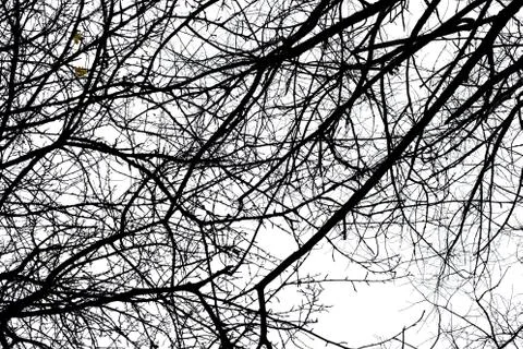 Tree branches isolated on the white background Stock Photos