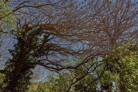 Tree branches in ivy on a background of blue sky Stock Photos