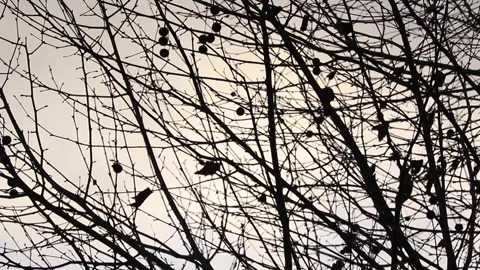 Tree Branches in January Stock Footage 169437793