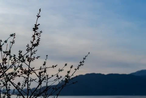 Tree branches with landscape in background Stock Photos
