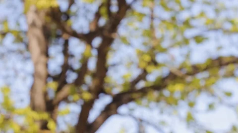 Tree branches  landscape sunlight  background Vídeos de archivo 107635775