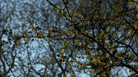Tree branches in late spring with buds, golden leaves and a clear blue sky Stockbeeldmateriaal 94224878