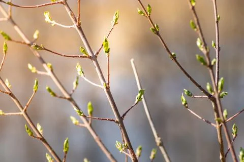 Tree branches with leaf buds in spring.  Stock Photos