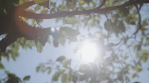 Tree branches with leafs 스톡 동영상 90284067