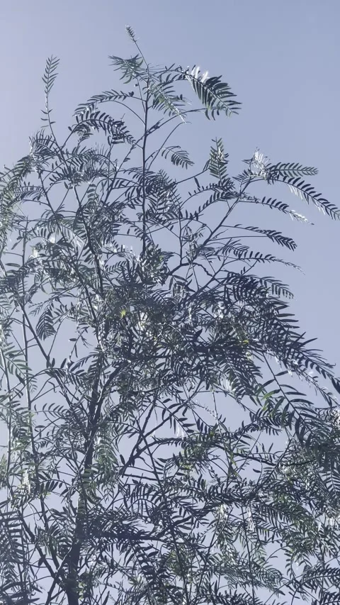 Tree Branches with Leaves Against Clear Sky Video stock 328124569