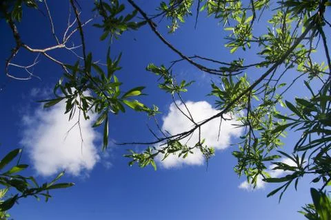 Tree branches with leaves on the background of a bright sky with clouds Stock Photos