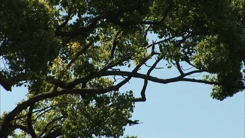 Tree branches with leaves blowing in the breeze Stock Footage 86870618
