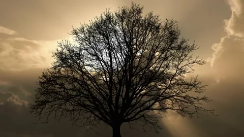 Tree Branches Leaves Foliage Forest Outdoors, Stock Footage 194982162