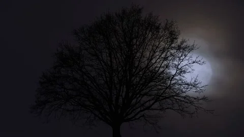 Tree Branches Leaves Foliage Forest Outdoors, 스톡 동영상 234363317