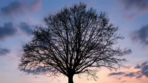 Tree Branches Leaves Foliage Forest Outdoors, Stock Footage 238425304