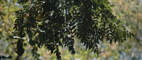 Tree branches with leaves moving in the wind breeze. Nature background Stock Footage 126738147