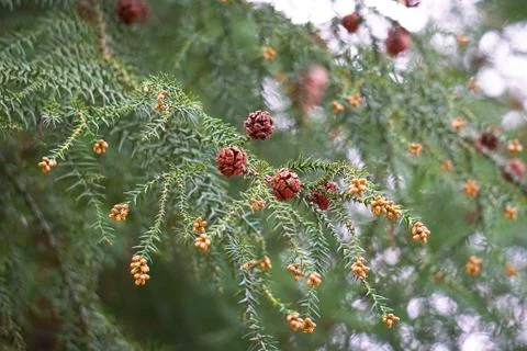 Tree branches leaves Stock Photos